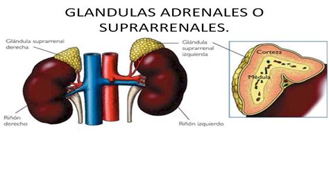 glandula adrenal-4